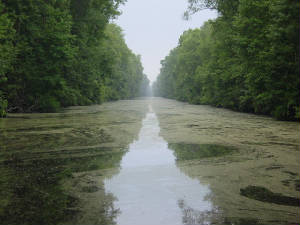Great Dismal Swamp Canal.jpg