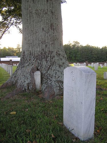 100 Year Old Tree Cold Harbor Civil War Battle.jpg