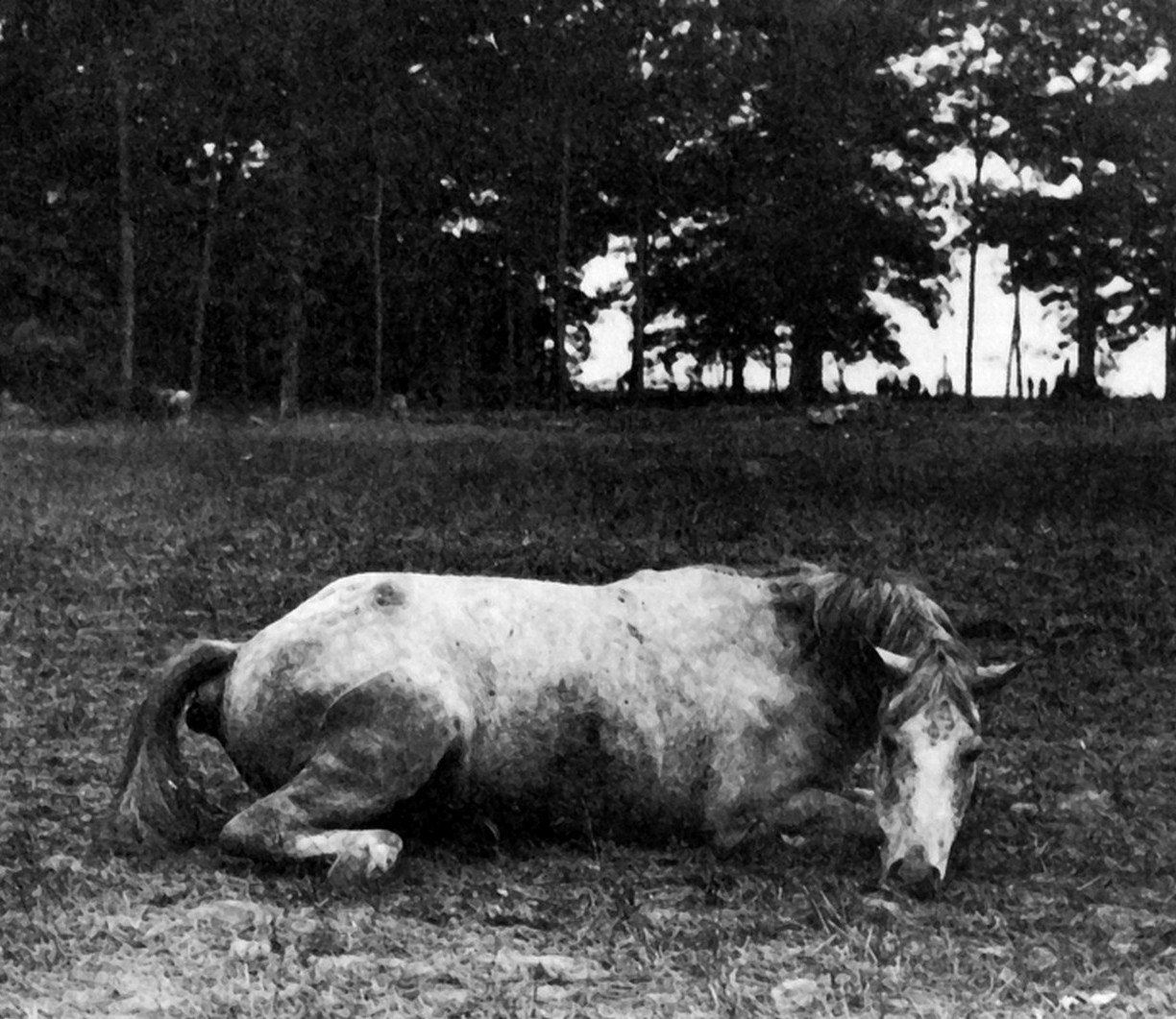 Dead Civil War Horse.jpg