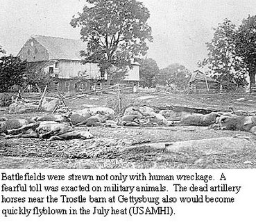 Dead Civil War Horses at Gettysburg.jpg