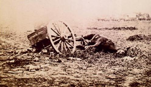 Dead Mule at Gettysburg.jpg