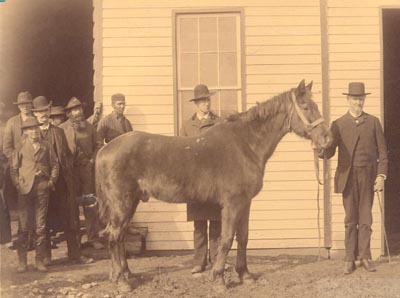 General Stonewall Jackson horse.jpg